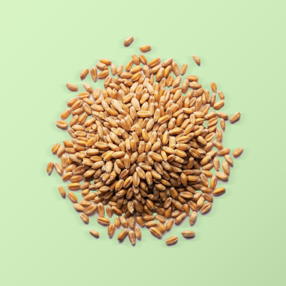 Trigo em Grão A Granel